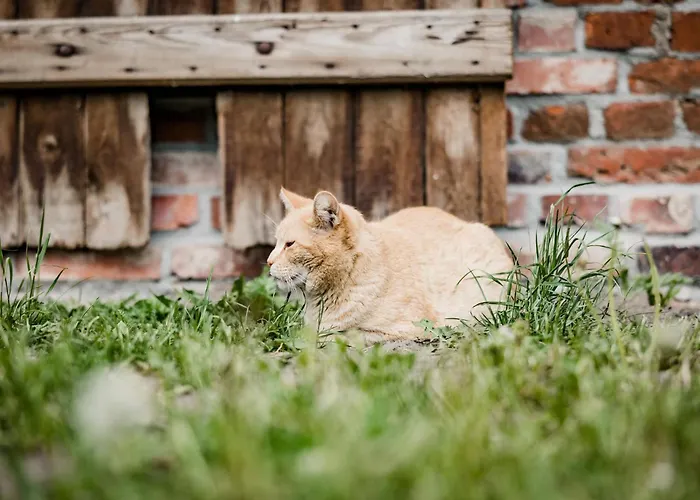 In For 5 Personen Tatil Evi